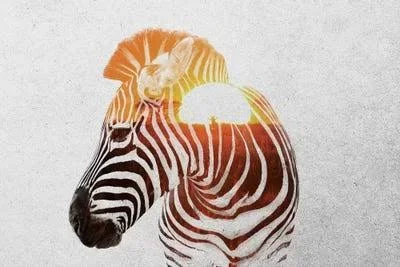 Andreas Lie Canvas Prints - Zebra II