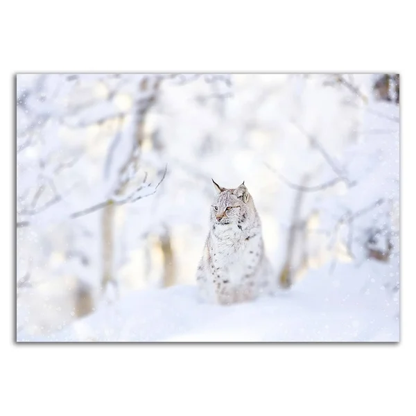 15x22 x 21x22 Snow Lynx by PhotoINC Studio Print on Canvas