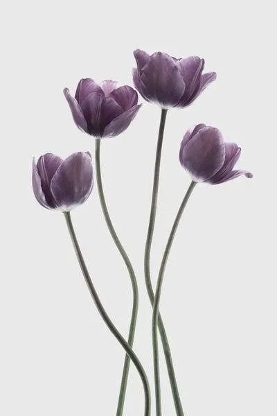 Framed Canvas Art - Tulips Purple by Design Fabrikken ( Floral & Botanical > Flowers > Tulips art)