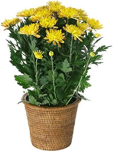 Kouboo 1080023 La Jolla Handwoven Rattan Planter Large Honey Brown