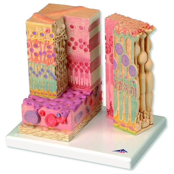3B Scientific F16 3B MICROanatomy Eye Model, 9.8x22 x 9.1x22 x 7.3x22, 9.8 x 9.1 x 7.3 inches