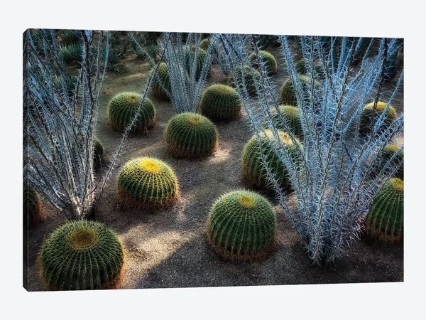 Dennis Frates Canvas Prints - Desert Plants ( scenic & landscapes art)