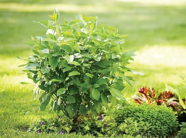 Arctic Fire Dogwood - 3 gal. by PlantingTree