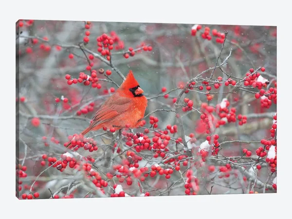 Richard & Susan Day Canvas Wall Decor Prints - Northern Cardinal Male in Winterberry BUSH - Marion County, Illinois ( Animal