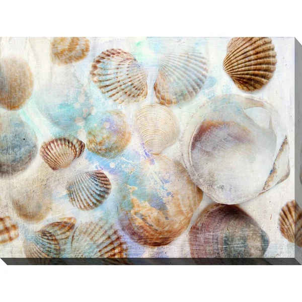 Picture Perfect International Shells 1x22 Giclee Print Canvas Wall Art - 24 Inches x 36 Inches x 1.5 Inches