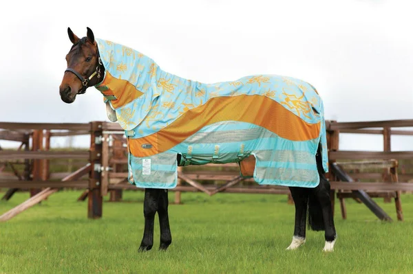 Amigo Three-In-One Evolution Fly Sheet 84 Aqua/Orange