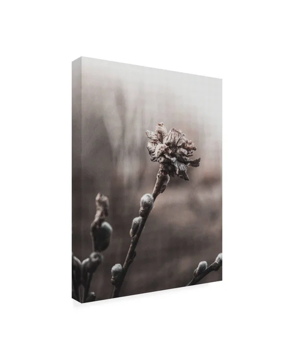 Trademark Fine Art Ic01791-C2432Gg Incado 'Spring Plants' Canvas Art, 2