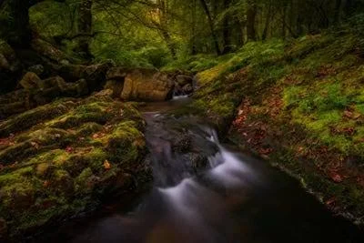 Framed Poster Prints - Forest Treasures by Sergio Lanza ( scenic & landscapes > Nature > Wilderness art)