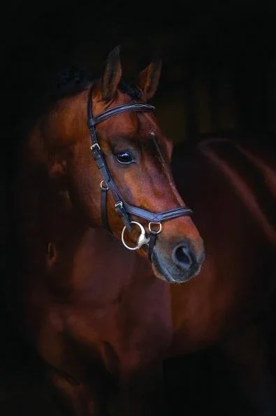 Rambo Micklem Deluxe Competition Bridle