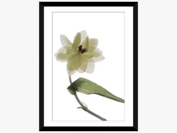 Framed Poster Prints - X-Ray Tulip II by Judy Stalus ( Floral & Botanical > Flowers > Tulips art)