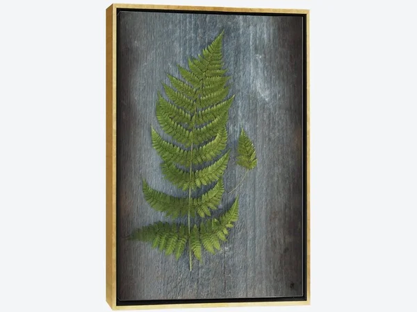 Framed Canvas Art (Gold Floating Frame) - Woodland Fern V by Sue Schlabach ( Floral & Botanical > Plants > Ferns art