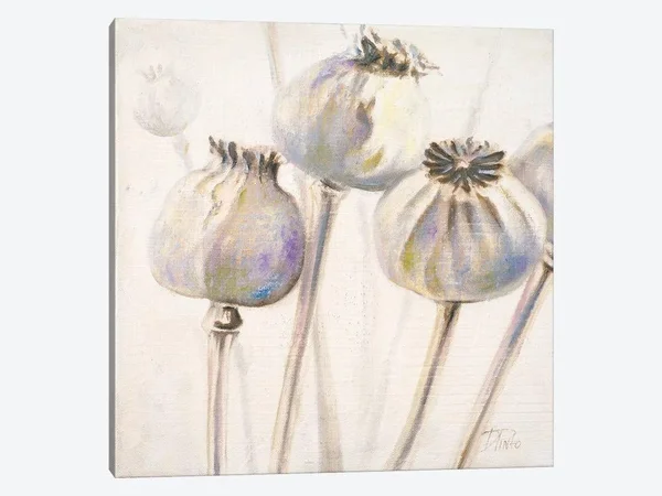 Patricia Pinto Canvas Wall Decor Art Prints - Poppy Seeds I ( Floral & Botanical > Flowers > Poppies art)