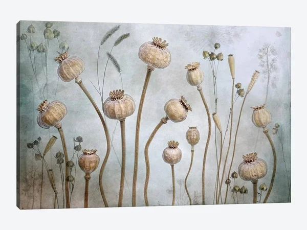 Mandy Disher Canvas Wall Decor Prints - Papaver ( scenic & landscapes > Nature > Nature close-ups > Floral close