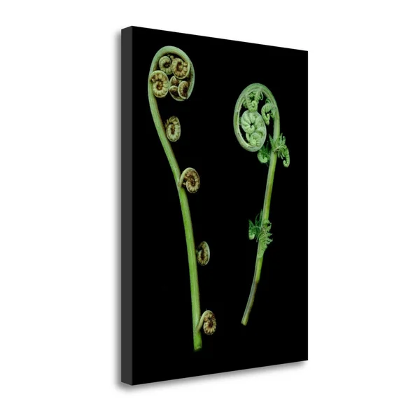 38x22 x 28x22 Floral Color - 22 by Alan Blaustein Fine Art Giclee Print