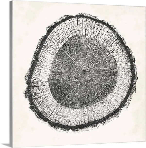 Tree Ring II - Canvas Wall Art, 16x16, Great Big Canvas