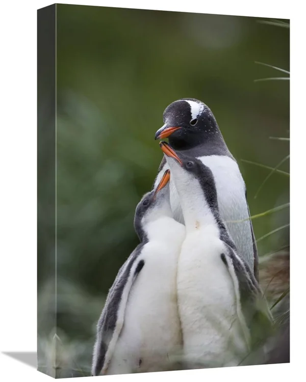 12 x 18 in. Gentoo Penguin Hungry 2-3 Week Old Chicks Begging Parent for Food Gold Harbor South Georgia Island Art Print - Suzi