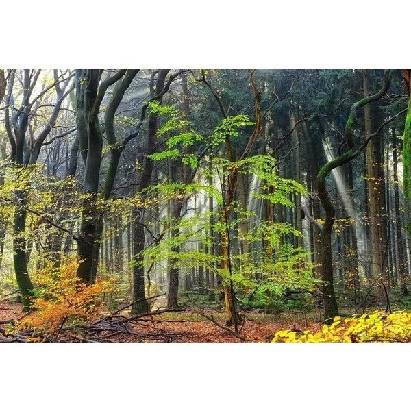 Easy Art Prints Lars Van De Goor's 'Colors of The Forest IV' Premium Canvas Art - 24 x 36 - Brazilian Barnwood Frame
