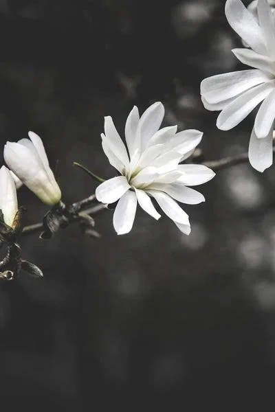 Framed Canvas Art - White Flowers by Design Fabrikken ( Floral & Botanical > Flowers > Wildflowers art)