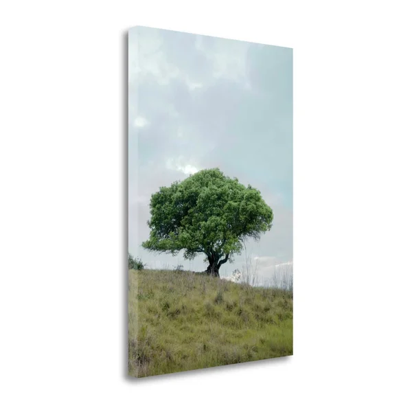 Tangletown Fine Art Oak Tree - 80 by Alan Blaustein Photographic Print on Wrapped Canvas