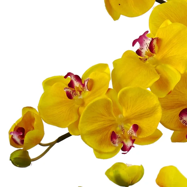 Nearly Natural Phalaenopsis Orchid with White Planter - Yellow