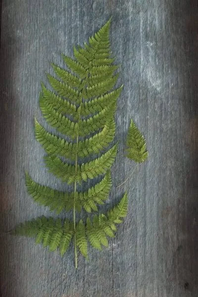 Framed Canvas Art (Gold Floating Frame) - Woodland Fern V by Sue Schlabach ( Floral & Botanical > Plants > Ferns art