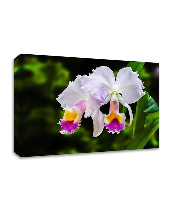 Tangletown Fine Art 24x22 x 36x22 White Yellow and Fuchsia Orchids by Don Spears Print on Canvas