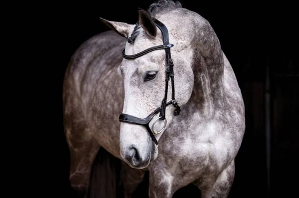 PS of Sweden Pioneer Snaffle Bridle - Black