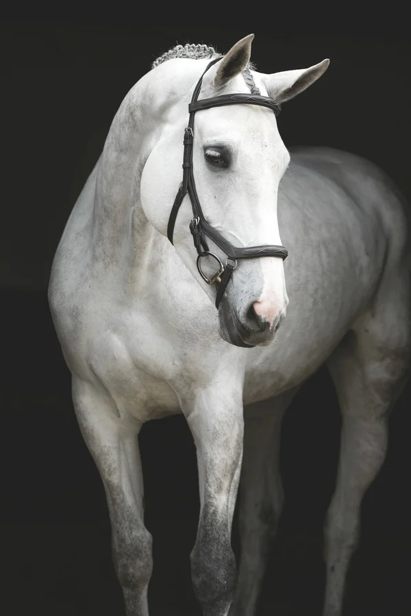 Rambo Micklem Deluxe Competition Bridle