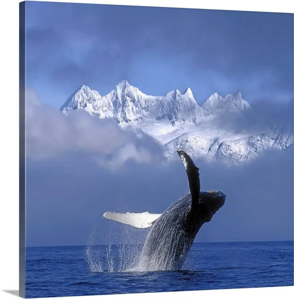 Humpback Whale Breaches in Clearing Fog SE AK Spring w/Mendenhall - Canvas Wall Art, 30x30, Great Big Canvas