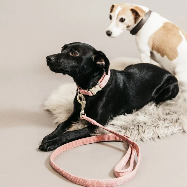 Kentucky Dogwear Dog Collar Wool