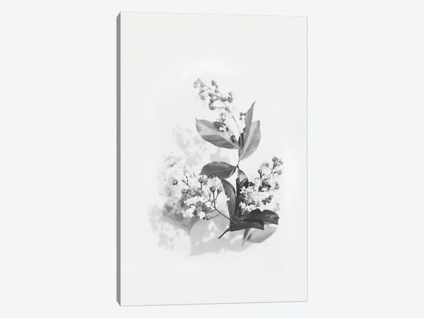 Design Fabrikken Paintings on Canvas Art - Evie Print ( Floral & Botanical > Flowers > Wildflowers art)