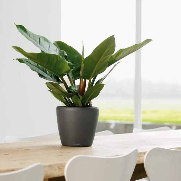 Lechuza Classico Premium Self-Watering Round Planter Scarlet Red Gloss