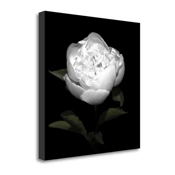 Tangletown Fine Art Peony Perfection II by Jeff Maihara, Giclee Print on Wrap Canvas, 25x22x25x22