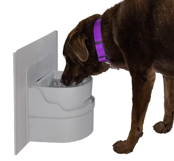Perpetual Well Automatic Pet Water Bowl
