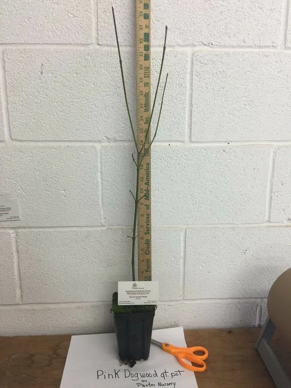 National Tree Company 4 ft. Dogwood Tree