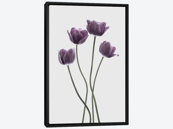Framed Canvas Art - Tulips Purple by Design Fabrikken ( Floral & Botanical > Flowers > Tulips art)