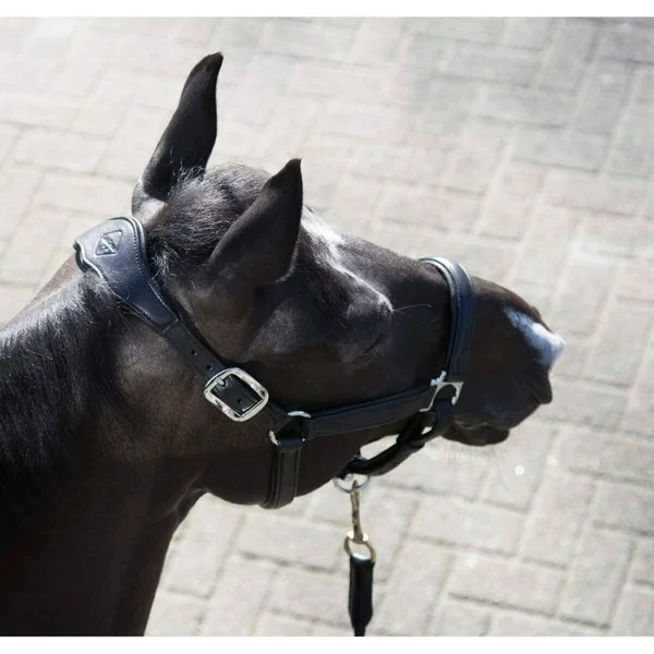 LeMieux Anatomic Leather Headcollar - Black