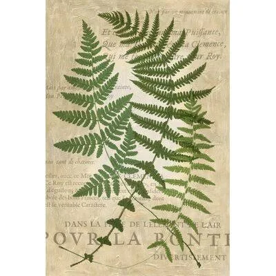 Fern Folio I by Vision Studio Painting Print on Canvas Gracie Oaks Format: White Framed, Size: 37.625x22 H x 25.625x22 W x 1x22