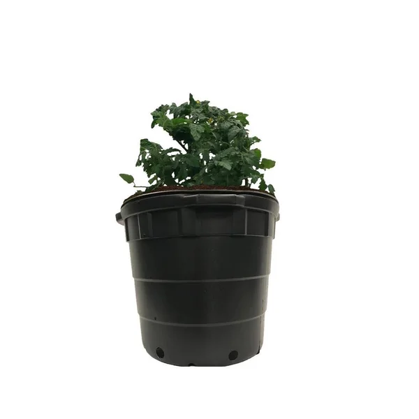 Viagrow 10 gal. Round Plastic Nursery Pots with Saucers (10-Pack)