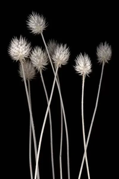 Framed Canvas Art - Dried Up I by PhotoINC Studio ( Floral & Botanical art)