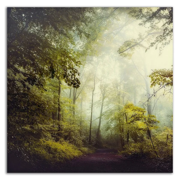 24x22 x 24x22 Glorious Woods by Dirk Wustenhagen Print on Canvas