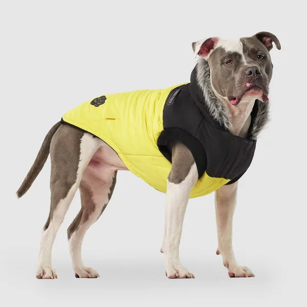 True North Parka - Yellow - Canada Pooch 229782