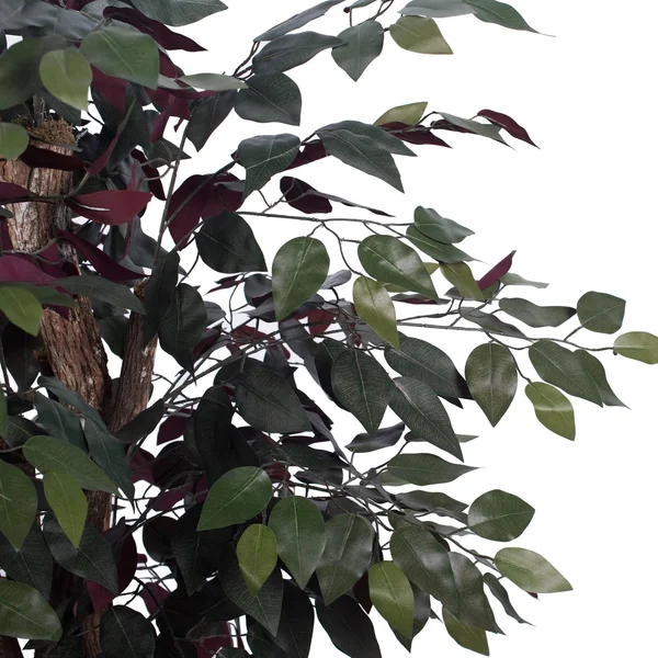 Vickerman TXX0340-06 4& Capensia Extra Full