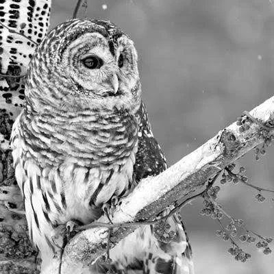 Framed Poster Prints - White Owl by PhotoINC Studio ( Animal Art > Birds > Owls art)