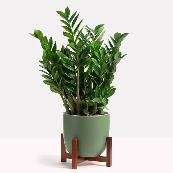 Peach & Pebble, Contour Ceramic Planter + Wood Stand Forest Green, Medium, 12 inch