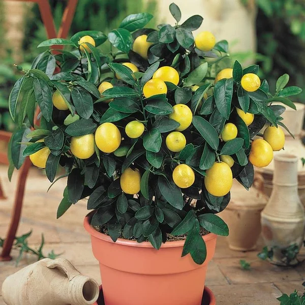 Meyer Lemon Tree Plant - Zone 2-11, White, 4 - 6 Feet, Full Sun