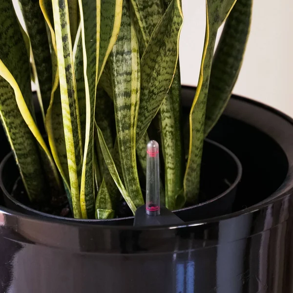 17x22 2pk Plastic Nested Self Watering Planter Pot Black - Xbrand