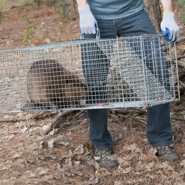 Havahart Animal Trap