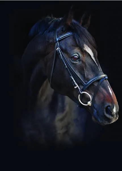 Amigo Bridle with Flash & Rubber Reins - Standard Horse, Black