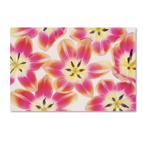 Trademark Fine Art Ali1803-C1624Gg Cora Niele &Yellow and Red Tulips&